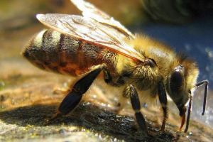 Бджоли-працівники - ті, з яких залежить життя всієї колонії Бджоли-працівники - ті, з яких залежить життя всієї колонії